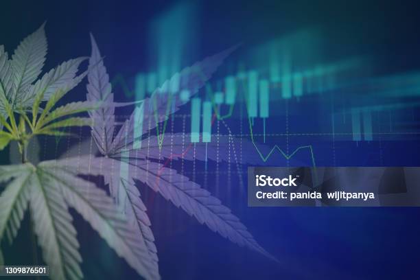 Cannabis Business With Marijuana Leaves And Stock Graph Charts On Stock Market Exchange Trading Analysis Investment Commercial Cannabis Medicine Money Higher Value Finance And Trade Profit Up Trends Stock Photo - Download Image Now