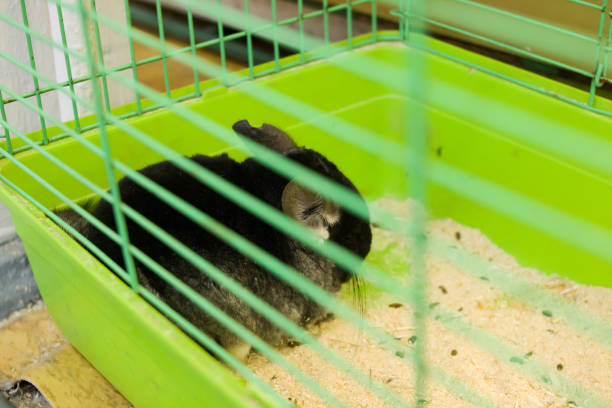 istock Black and white chinchillas in cage closeup 1309876705