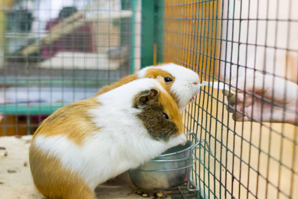 istock Guinea pig in a cage close up 1309876755