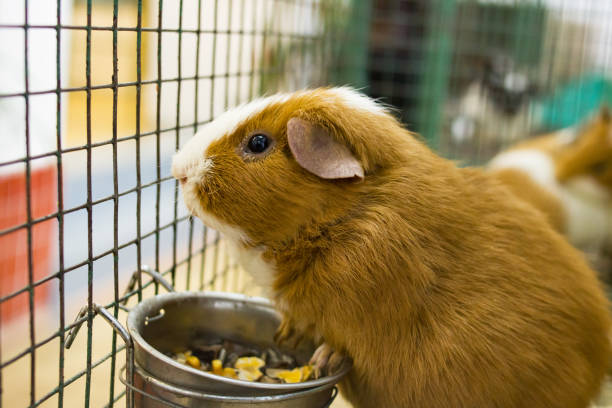 istock Guinea pig in a cage close up 1309876774