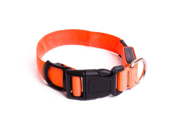 istock Orange collar and leashfor dog isolated on white background 1309876802