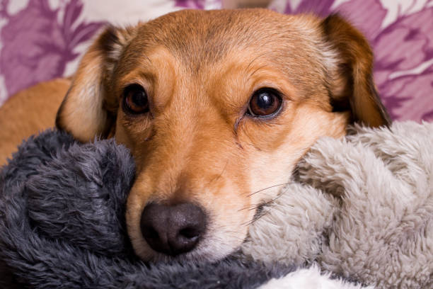 istock Muzzle of a ginger domestic dog closeup 1309877585