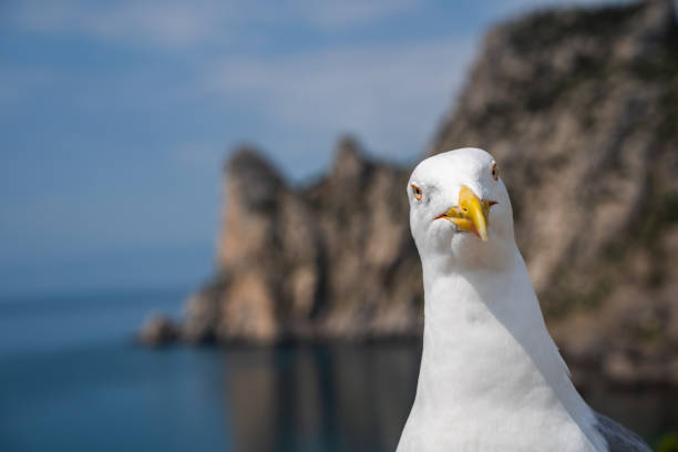 istock European Herring Gull portrait close-up 1309877904