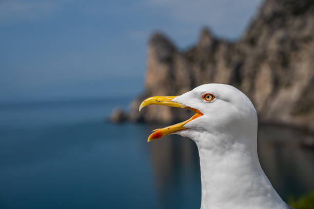 istock Seagull with its mouth wide open 1309877907