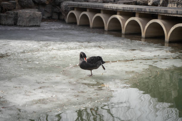 istock Black swan on ice in winter 1309877943