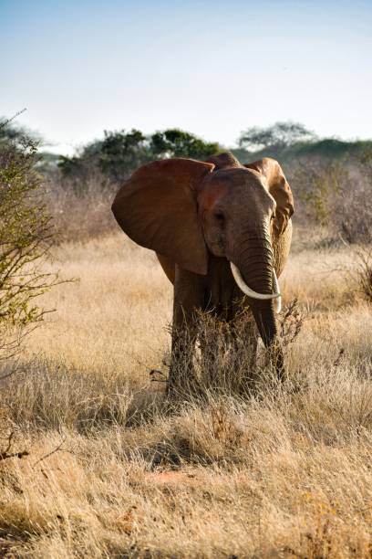 istock elephant in tsavo east national park 1309878850