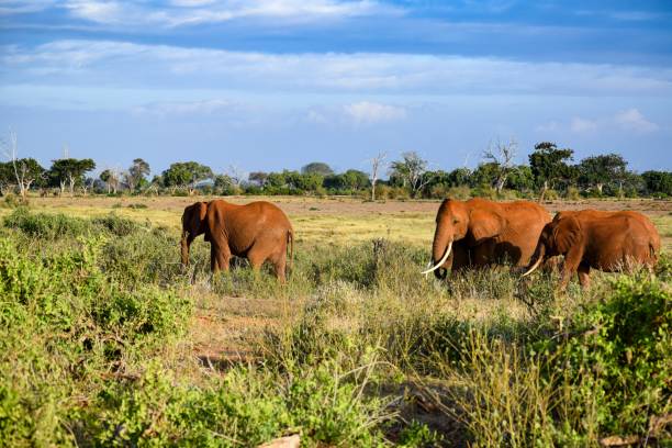 istock elephant in tsavo east national park 1309878919