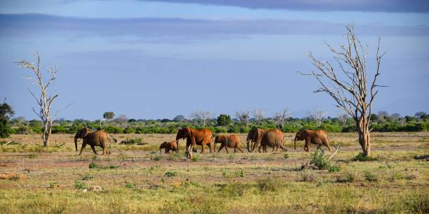 istock elephant in tsavo east national park 1309878966