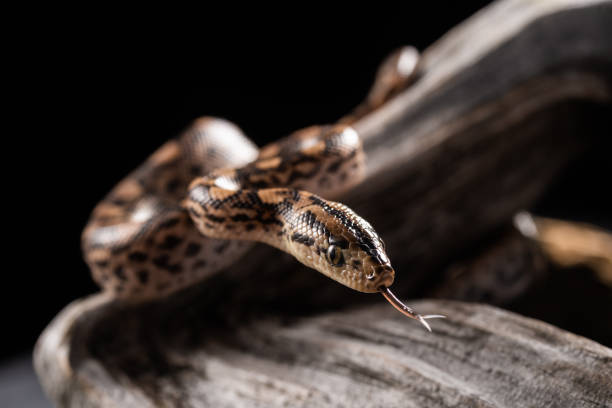 un primer plano de la serpiente venenosa (agkistrodon saxatilis) en el árbol seco - boa fotografías e imágenes de stock