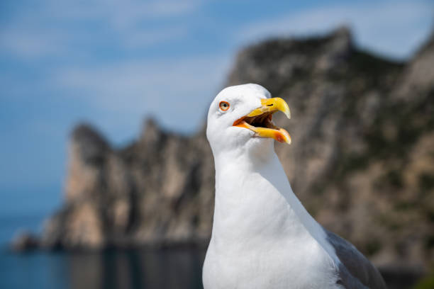 istock portrait of a screaming seagull 1309879270