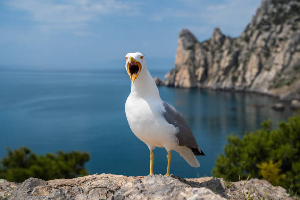 portrait of a screaming seagull - funny bird imagens e fotografias de stock