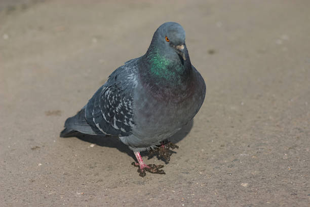 istock a pigeon with dirty paws 1309879388