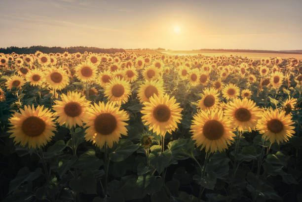 istock Field with yellow sunflowers at sunset, in summer. 1309880448