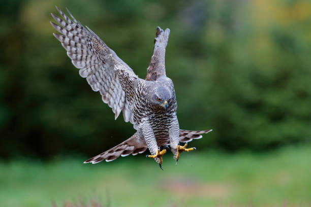 istock Northern goshawk in the forest 1309880801