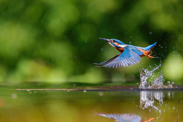 Common European Kingfisher in the forest stock photo