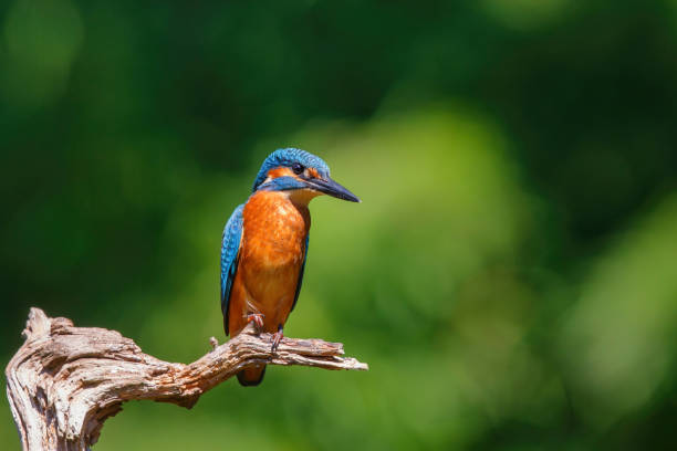 istock Common European Kingfisher in the forest 1309880832