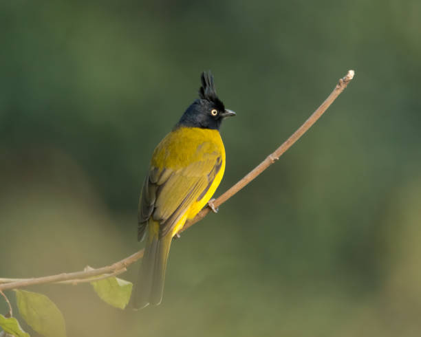 istock Black-crested bulbul perched on a tree branch with its back facing the camera 1309881773