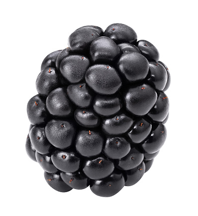 Blackberry macro isolate studio shot. Black berry isolated on white background. Dewberry closeup for packaging design. Whole single mulberry close up. Healthy organic food brambleberry. Front view