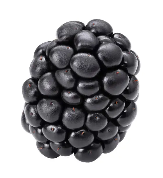 Photo of Blackberry macro isolate studio shot. Black berry isolated on white background. Dewberry closeup for packaging design. Whole single mulberry close up. Healthy organic food brambleberry