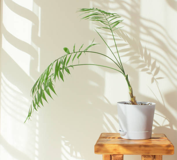 istock Indoor palm tree in a sunny room with a beautiful interior made from natural materials. decorative palm tree in a blue pot, hard shadows on the wall by the window in the morning in the room 1309881867