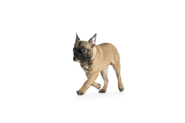 istock Young brown French Bulldog playing isolated on white studio background 1309882030