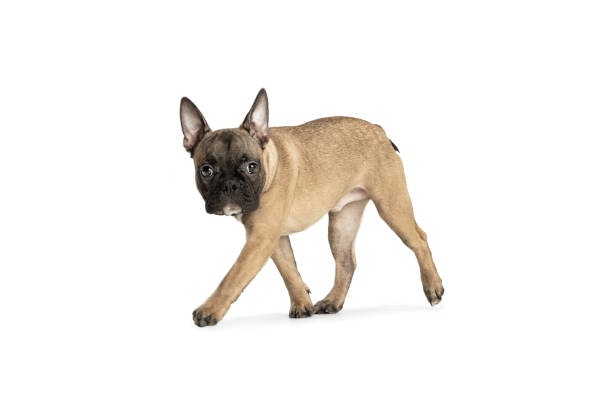 istock Young brown French Bulldog playing isolated on white studio background 1309882048