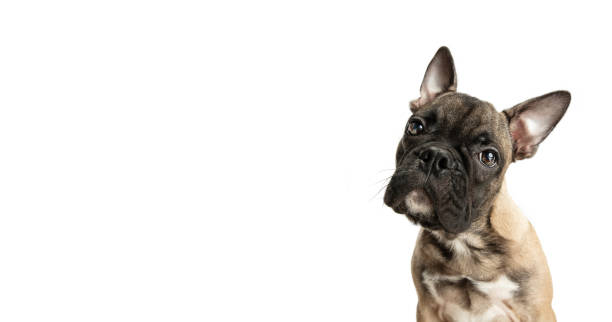 istock Young brown French Bulldog playing isolated on white studio background 1309882582