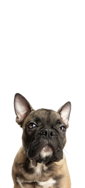istock Young brown French Bulldog playing isolated on white studio background 1309882585
