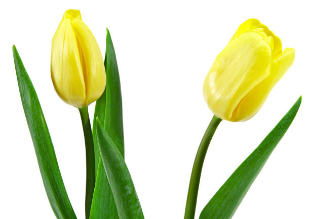 istock yellow tulip isolated on white background. clipping path 1309882737