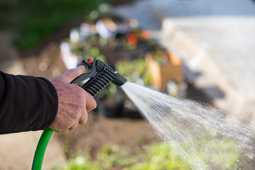 Close-up of Senior Man Watering Vegetable Garden With Spraying Nozzle on Garden Hose.