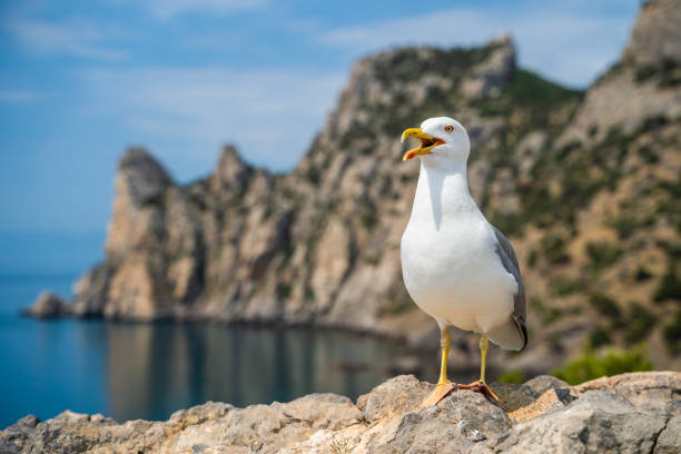 Seagull standing with a funny face looking Seagull standing on a tree harbour log with a funny face looking bewildered that seems to be waiting for a response seagull photos stock pictures, royalty-free photos & images
