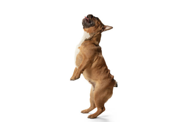 istock Young brown French Bulldog playing isolated on white studio background 1309884047