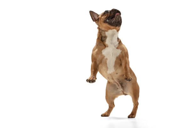 istock Young brown French Bulldog playing isolated on white studio background 1309884048