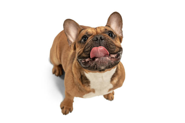 istock Young brown French Bulldog playing isolated on white studio background 1309884059