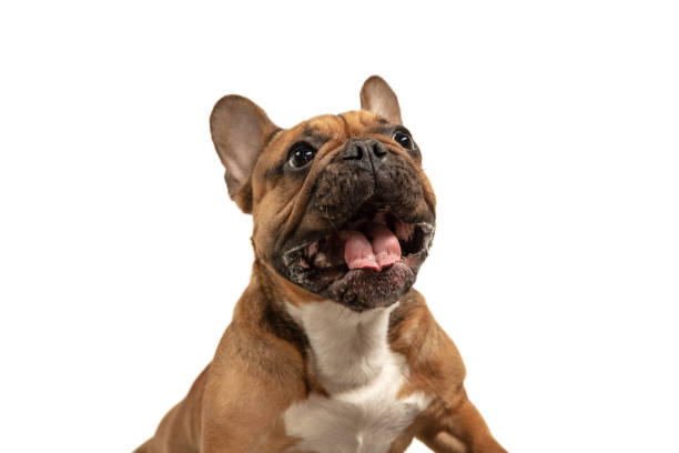 istock Young brown French Bulldog playing isolated on white studio background 1309884061