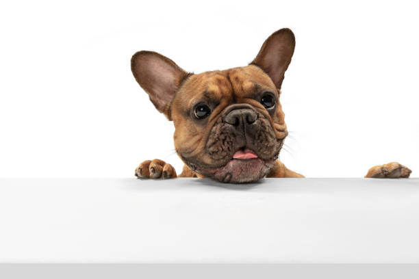 istock Young brown French Bulldog playing isolated on white studio background 1309884073