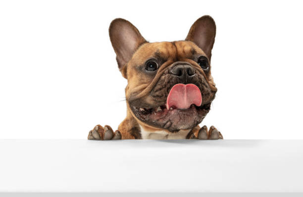 istock Young brown French Bulldog playing isolated on white studio background 1309884078