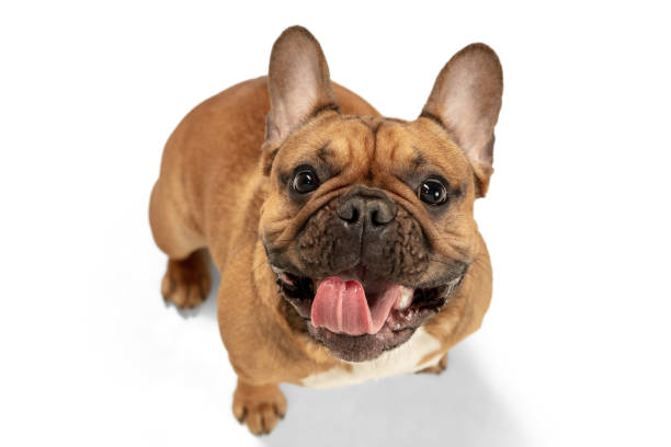 istock Young brown French Bulldog playing isolated on white studio background 1309884097