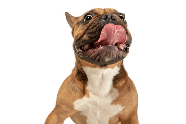 istock Young brown French Bulldog playing isolated on white studio background 1309884098