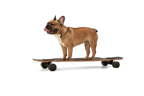 istock Young brown French Bulldog playing isolated on white studio background 1309884099