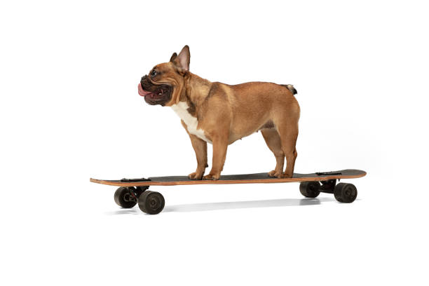istock Young brown French Bulldog playing isolated on white studio background 1309884100