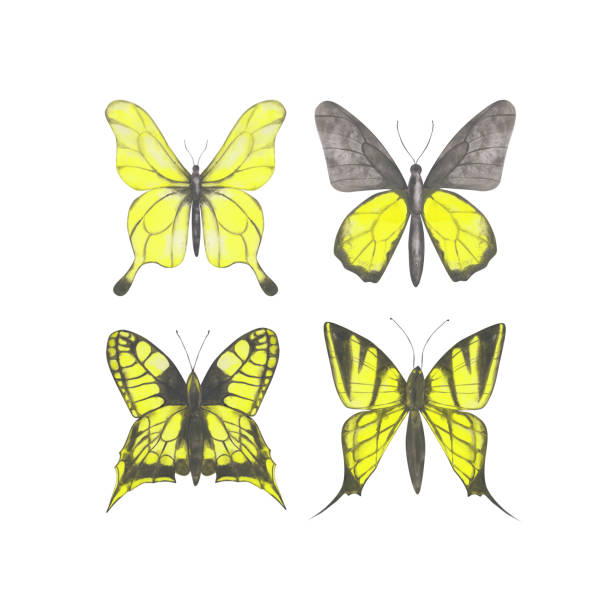 illustrations, cliparts, dessins animés et icônes de ensemble de 4 papillons jaunes clipart. papillons d’aquarelle d’isolement sur un fond blanc. insectes exotiques dessinés à la main pour votre conception. logo coloré ou conception colorée de tatouage. - yellow background square macro rough