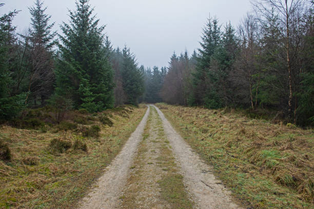 istock Track through rural countryside woodland forest 1309884400