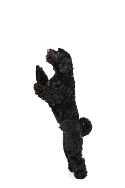 istock Young black Labradoodle playing isolated on white studio background 1309884753