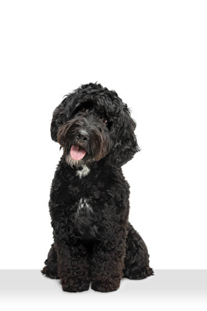 joven labradoodle negro jugando aislado sobre el fondo blanco del estudio - labradoodle fotografías e imágenes de stock