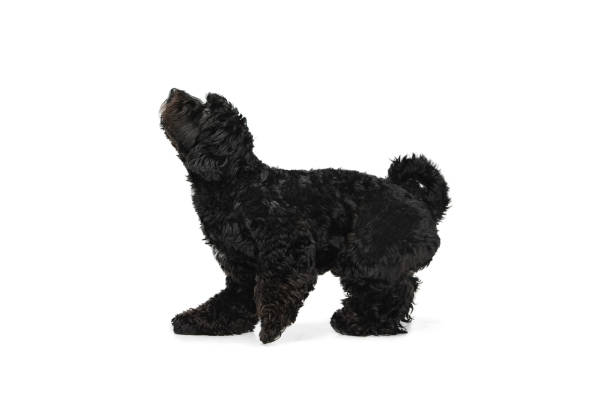 istock Young black Labradoodle playing isolated on white studio background 1309884778