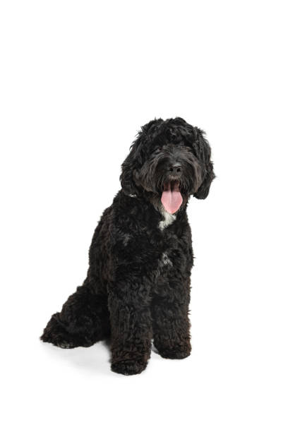 istock Young black Labradoodle playing isolated on white studio background 1309884779