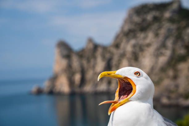 seagull head close up screaming and looking at camera.