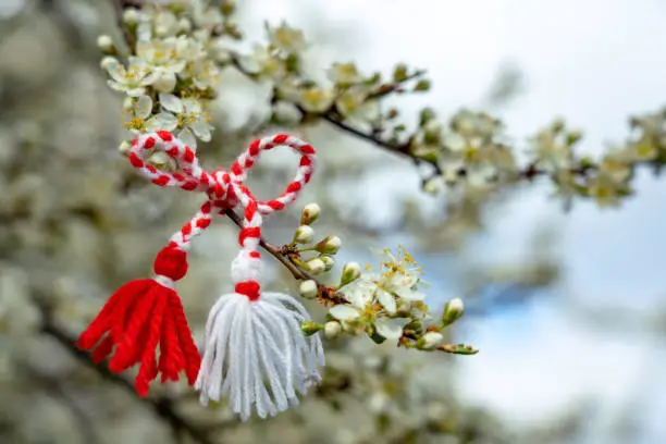 Bulgarian symbol of spring martenitsa bracelet. March 1 tradition white and red cord martisor and the first blossoming tree to hang on .