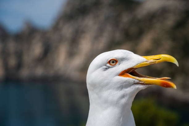istock seagull head close up screaming and looking at camera 1309886020
